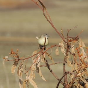 Acanthiza chrysorrhoa at Bango, NSW - 11 Oct 2018 07:00 AM