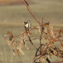 Acanthiza chrysorrhoa at Bango, NSW - 11 Oct 2018