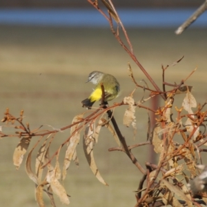 Acanthiza chrysorrhoa at Bango, NSW - 11 Oct 2018