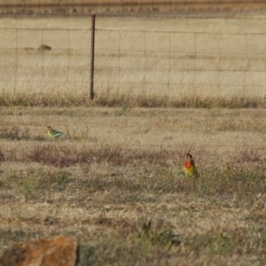 Platycercus eximius at Bango, NSW - 3 Nov 2017