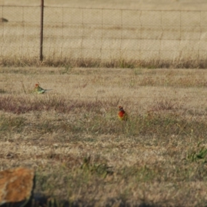 Platycercus eximius at Bango, NSW - 3 Nov 2017