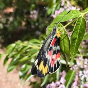 Delias harpalyce at Michelago, NSW - 29 Nov 2018