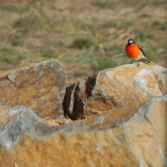 Petroica phoenicea (Flame Robin) at Bango, NSW - 11 Aug 2018 by Renzy357