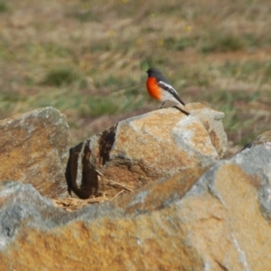 Petroica phoenicea at Bango, NSW - 11 Aug 2018