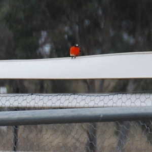 Petroica phoenicea at Bango, NSW - 11 Aug 2018 04:00 PM