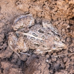 Limnodynastes tasmaniensis (Spotted Grass Frog) at Michelago, NSW - 23 Nov 2018 by Illilanga