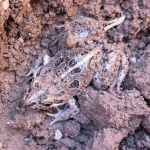 Limnodynastes tasmaniensis at Illilanga & Baroona - 23 Nov 2018