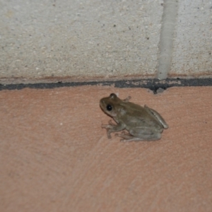 Litoria peronii at Bango, NSW - 7 Dec 2017 09:36 PM