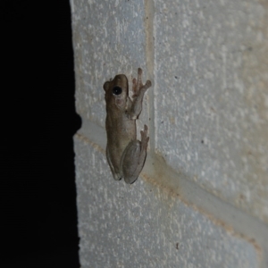 Litoria peronii at Bango, NSW - 7 Dec 2017