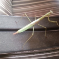 Mantodea (order) (Unidentified praying mantis) at Bango, NSW - 28 Jan 2016 by Renzy357