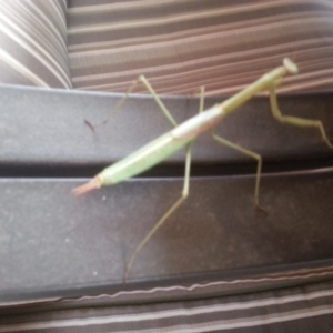 Mantodea (order) at Bango, NSW - 28 Jan 2016 07:07 PM