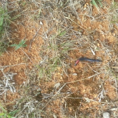 Scolopendra laeta (Giant Centipede) at Fyshwick, ACT - 28 Jan 2016 by Renzy357