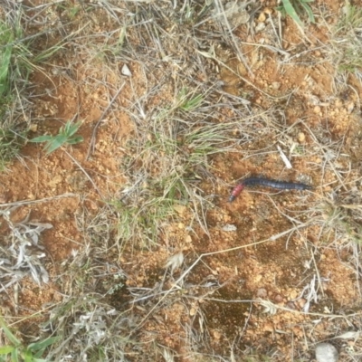 Scolopendra laeta (Giant Centipede) at Fyshwick, ACT - 27 Jan 2016 by Renzy357