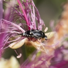 Mordella limbata (A pintail beetle) at Illilanga & Baroona - 10 Nov 2018 by Illilanga
