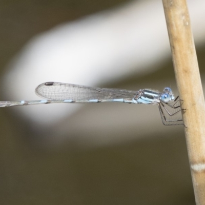 Austrolestes leda (Wandering Ringtail) at Michelago, NSW - 13 Oct 2018 by Illilanga