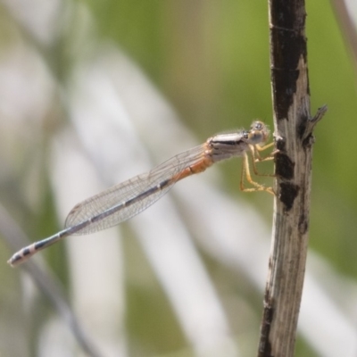 Xanthagrion erythroneurum (Red & Blue Damsel) at Michelago, NSW - 24 Nov 2018 by Illilanga