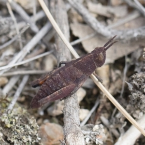 Goniaea opomaloides at Michelago, NSW - 13 Oct 2018 01:52 PM