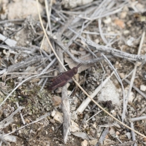 Goniaea opomaloides at Michelago, NSW - 13 Oct 2018 01:52 PM