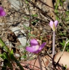 Epilobium sp. at Bywong, NSW - 30 Nov 2018