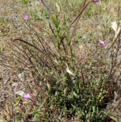 Epilobium sp. at Bywong, NSW - 30 Nov 2018