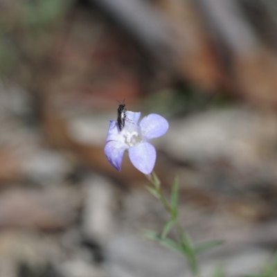 Wahlenbergia sp. (Bluebell) at Gundaroo, NSW - 30 Nov 2018 by MPennay