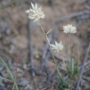 Rytidosperma carphoides at Lake George, NSW - 30 Nov 2018