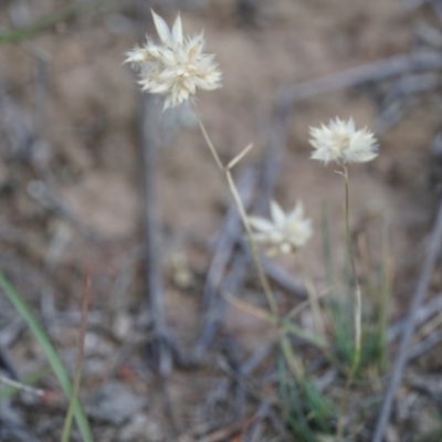 Rytidosperma carphoides (Short Wallaby Grass) at Lake George, NSW - 30 Nov 2018 by MPennay