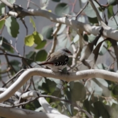 Stagonopleura guttata (Diamond Firetail) at Michelago, NSW - 12 Apr 2015 by Illilanga