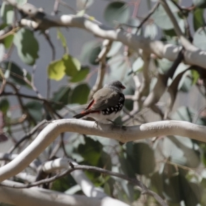 Stagonopleura guttata at Michelago, NSW - suppressed