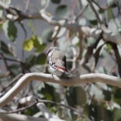 Stagonopleura guttata at Michelago, NSW - suppressed