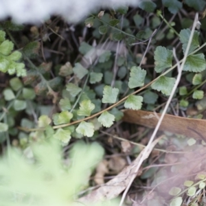 Asplenium flabellifolium at Illilanga & Baroona - 13 Oct 2018