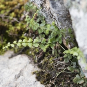 Asplenium flabellifolium at Illilanga & Baroona - 13 Oct 2018 01:33 PM