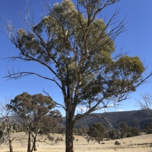 Eucalyptus melliodora at Michelago, NSW - 16 Aug 2018