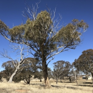 Eucalyptus melliodora at Michelago, NSW - 16 Aug 2018