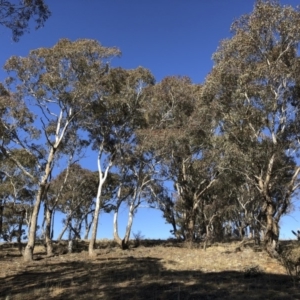 Eucalyptus melliodora at Michelago, NSW - 16 Aug 2018