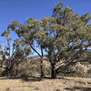 Eucalyptus bridgesiana at Michelago, NSW - 16 Aug 2018