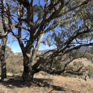 Eucalyptus bridgesiana at Michelago, NSW - 16 Aug 2018