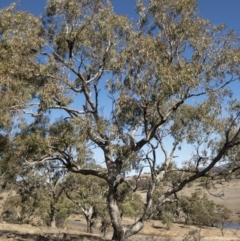 Eucalyptus bridgesiana at Michelago, NSW - 16 Aug 2018