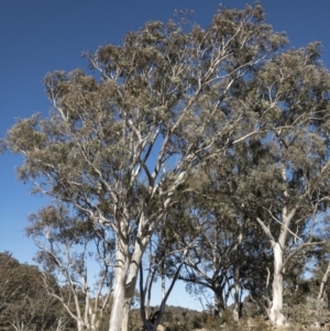 Eucalyptus rossii at Illilanga & Baroona - 16 Aug 2018 02:49 PM