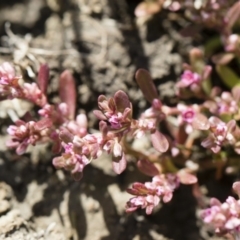 Polygonum plebeium at Michelago, NSW - 25 Nov 2018