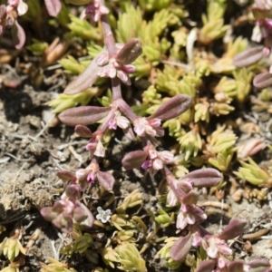 Polygonum plebeium at Michelago, NSW - 25 Nov 2018