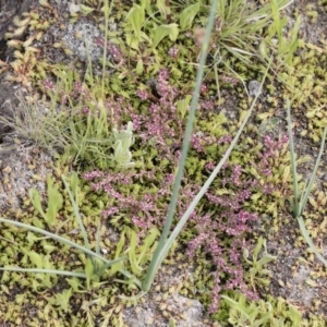 Polygonum plebeium at Michelago, NSW - 25 Nov 2018