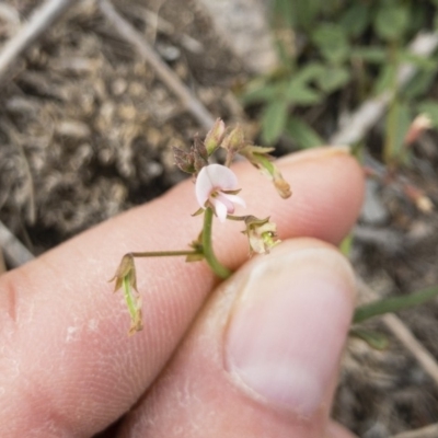 Grona varians (Slender Tick-Trefoil) at Michelago, NSW - 1 Nov 2018 by Illilanga