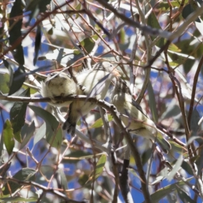 Smicrornis brevirostris (Weebill) at Michelago, NSW - 28 Oct 2018 by Illilanga