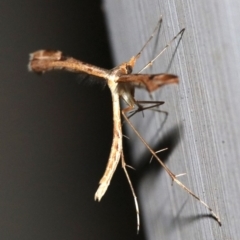 Sinpunctiptilia emissalis at Ainslie, ACT - 29 Nov 2018