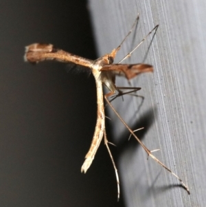 Sinpunctiptilia emissalis at Ainslie, ACT - 29 Nov 2018 10:49 PM