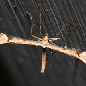 Sinpunctiptilia emissalis at Ainslie, ACT - 29 Nov 2018 10:49 PM