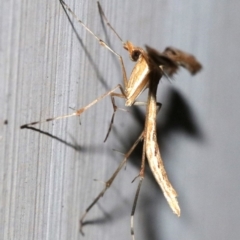 Sinpunctiptilia emissalis at Ainslie, ACT - 29 Nov 2018 10:49 PM