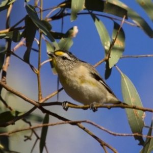 Pardalotus striatus at Michelago, NSW - 7 Jan 2013