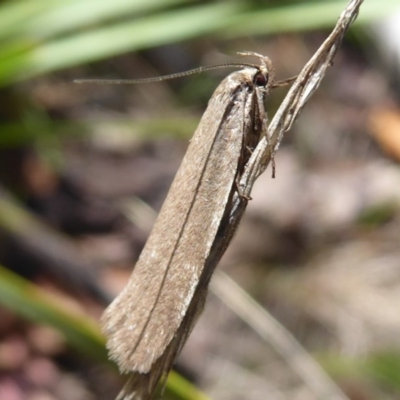 Oecophoridae provisional group 2 at Booth, ACT - 29 Nov 2018 by Christine